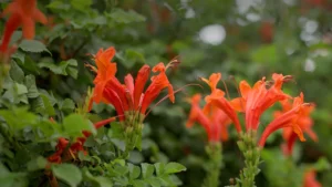 Side view of Cape Honeysuckle blossoms emerging from lush green foliage.