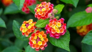how to grow lantana plants