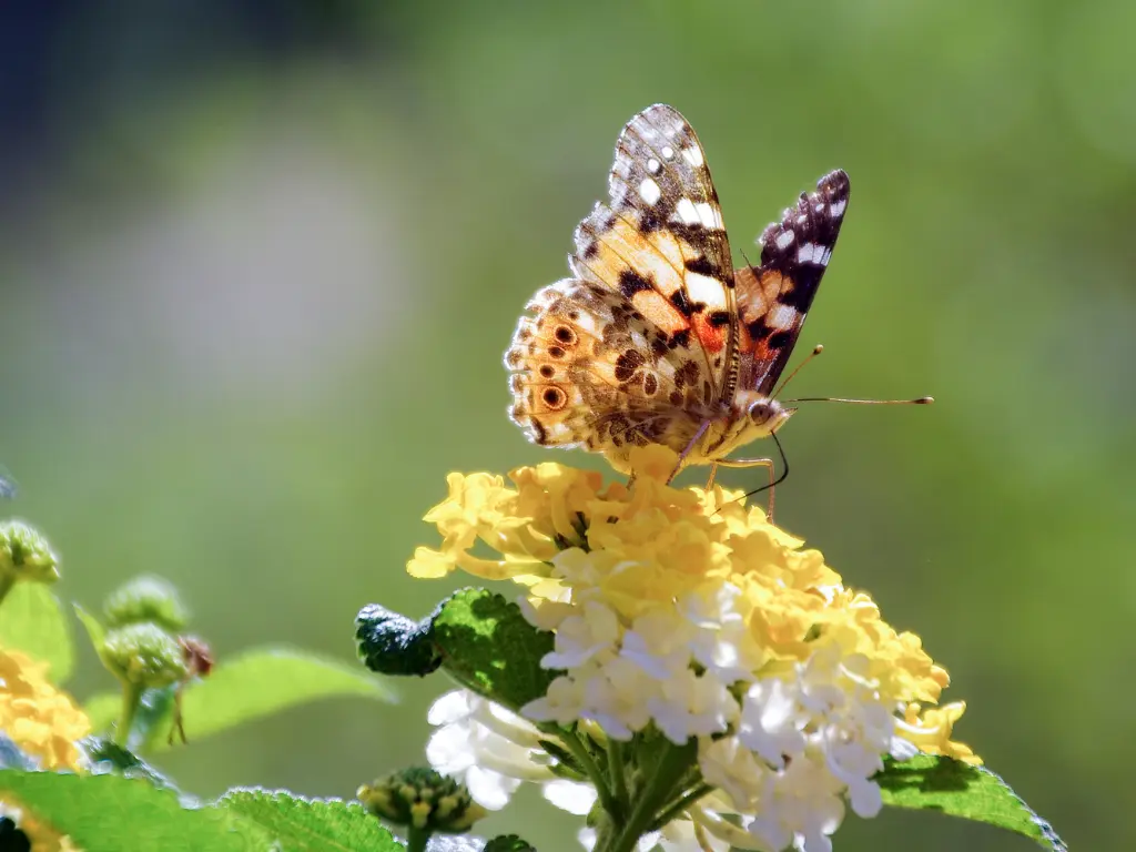 lantana and butterfly