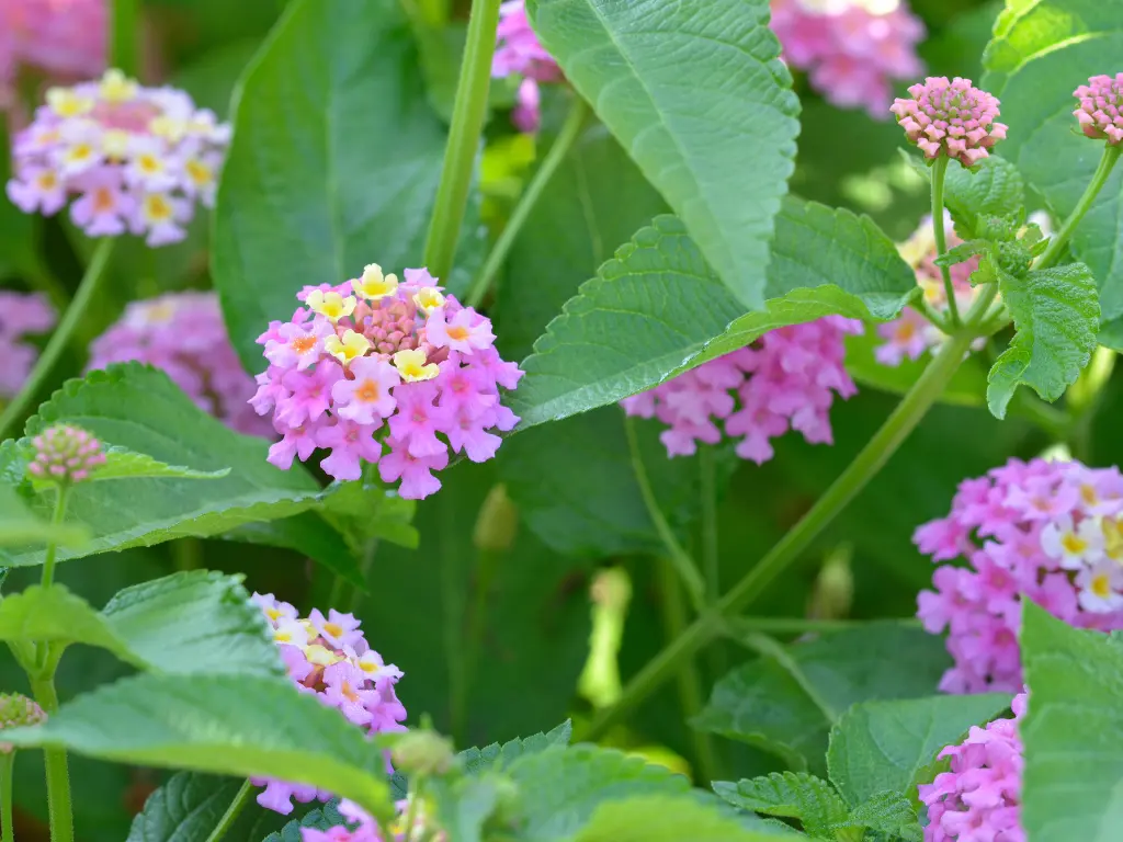 lantana flowers