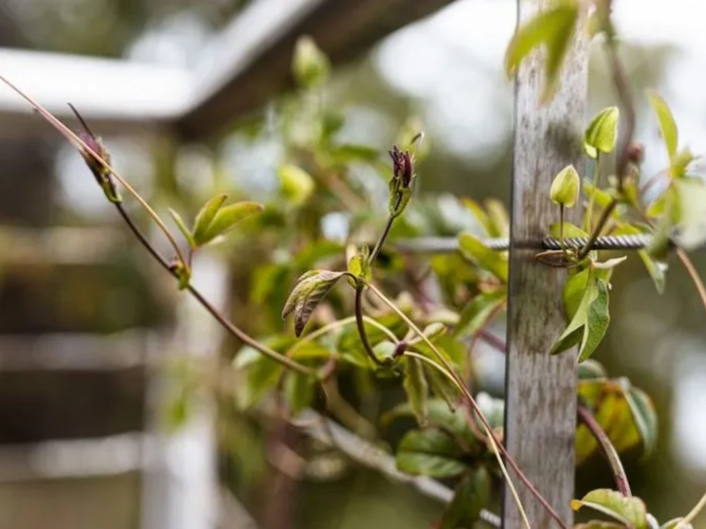 Right before new growth begins, typically late winter to early spring, is prime time for pruning passion flower vines