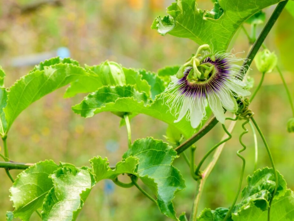 passion flower vine
