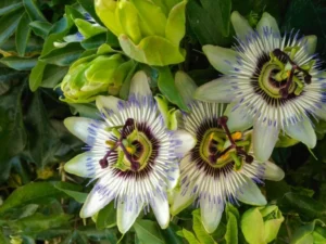 how to get Passionflower to Bloom