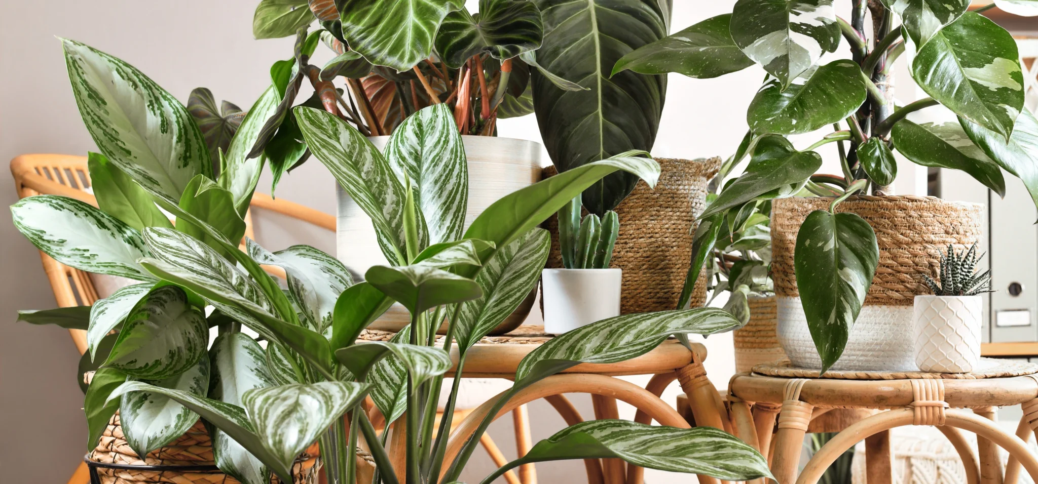 plant gifts for plantlover - garden nursery