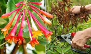 honeysuckle vine pruning tips