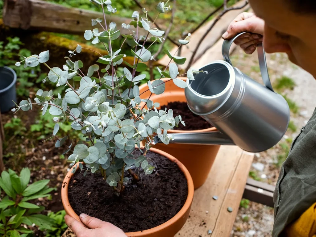 watering Eucalyptus