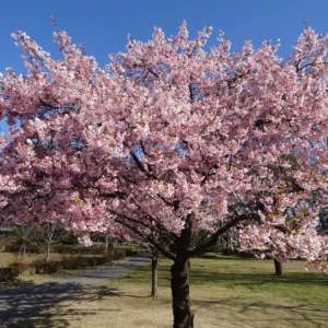 Akebono Cherry Tree - Pink Flower Plant - 6 to 10'' Tall Cherry Blossom