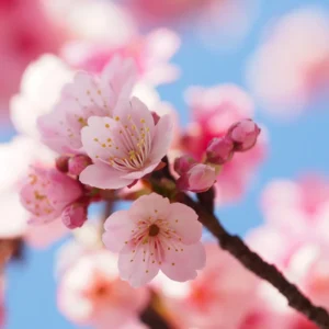 Akebono Cherry Tree - Pink Flower Plant - 6 to 10'' Tall Cherry Blossom