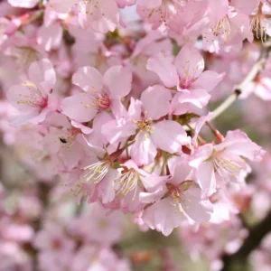 Akebono Cherry Tree - Pink Flower Plant - 6 to 10'' Tall Cherry Blossom