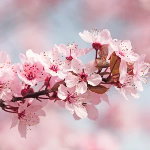 Akebono Cherry Tree - Pink Flower Plant - 6 to 10'' Tall Cherry Blossom