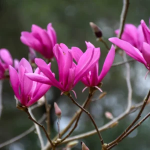 Ann Magnolia Tree Live Plant 6-12'' Tall Fragrant Well Rooted