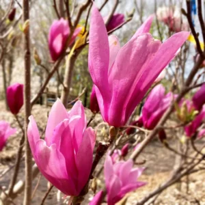 Ann Magnolia Tree Live Plant 6-12'' Tall Fragrant Well Rooted