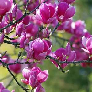 Ann Magnolia Tree Live Plant 6-12'' Tall Fragrant Well Rooted