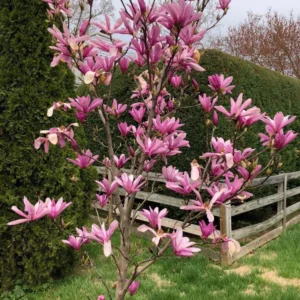 Ann Magnolia Tree Live Plant 6-12'' Tall Fragrant Well Rooted