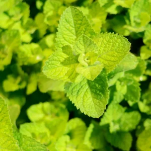 Apple Mint Plant Live Herb Outdoor Planting 4-7 Inches