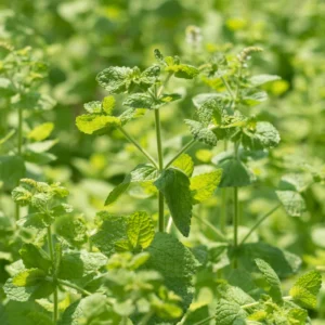 Apple Mint Plant Live Herb Outdoor Planting 4-7 Inches