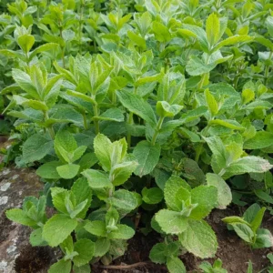 Apple Mint Plant Live Herb Outdoor Planting 4-7 Inches