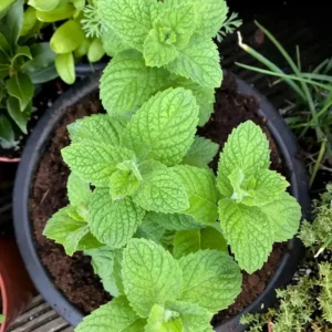 Apple Mint Plant Live Herb Outdoor Planting 4-7 Inches