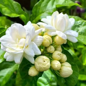 Arabian Jasmine Plant Live 10-12 Inch Tall Fragrant White Flowers