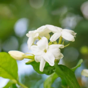 Arabian Jasmine Plant Live 10-12 Inch Tall Fragrant White Flowers