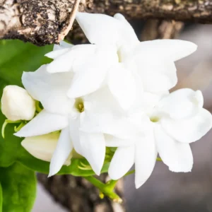 Arabian Jasmine Plant Live 10-12 Inch Tall Fragrant White Flowers