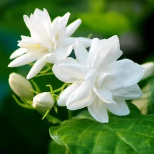 Arabian Jasmine Plant Live 6-8'' Tall - Fragrant White Flowers