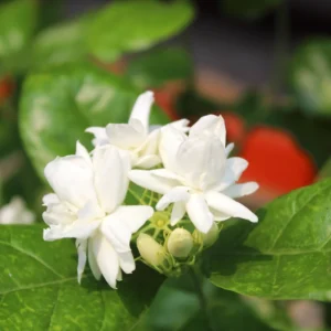Arabian Jasmine Plant Live 6-8'' Tall - Fragrant White Flowers