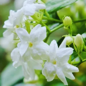 Arabian Jasmine Plant Live 8-10'' Tall - Fragrant White Blooms