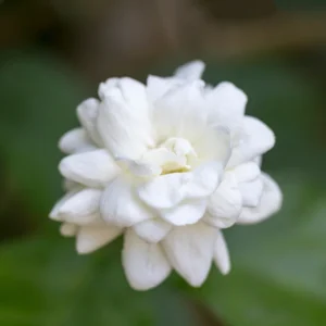 Arabian Jasmine Plant Live 8-10'' Tall - Fragrant White Blooms