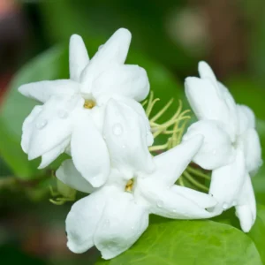 Arabian Jasmine Plant Live 8-10'' Tall - Fragrant White Blooms