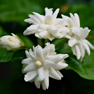 Arabian Jasmine Plant Live 8-10'' Tall - Fragrant White Blooms