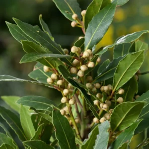 Bay Leaf Plant Live - Sweet Bay Laurus Nobilis Tree 5-9'' Tall