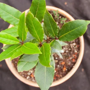 Bay Leaf Plant Live - Sweet Bay Laurus Nobilis Tree 5-9'' Tall