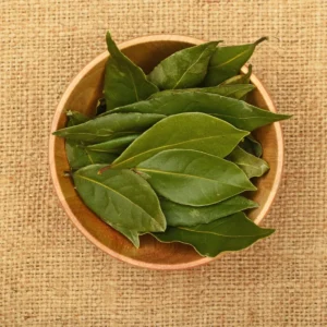 Bay Leaf Plant Live - Sweet Bay Laurus Nobilis Tree 5-9'' Tall