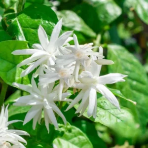 Belle of India Jasmine Plant - Live Climbing Flower Plant 4-8'' Tall