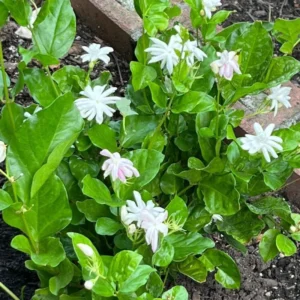 Belle of India Jasmine Plant - Live Climbing Flower Plant 4-8'' Tall