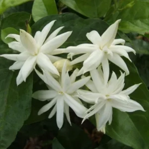 Belle of India Jasmine Plant - Live Climbing Flower Plant 4-8'' Tall