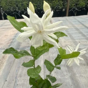 Belle of India Jasmine Plant - Live Climbing Flower Plant 4-8'' Tall