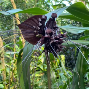 Black Bat Flower Plant - Exotic Black Orchid Houseplant 5-9 inch - Rare Blooms