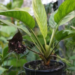 Black Bat Flower Plant - Exotic Black Orchid Houseplant 5-9 inch - Rare Blooms