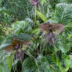 Black Bat Flower Plant - Exotic Black Orchid Houseplant 5-9 inch - Rare Blooms