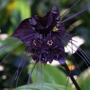 Black Bat Flower Plant - Exotic Black Orchid Houseplant 5-9 inch - Rare Blooms