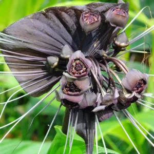 Black Bat Flower Tacca Chantrieri Live Plant 5-9 inch Orchid Bat Flowers