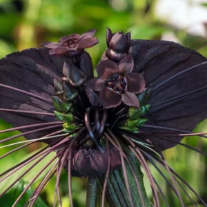 Black Bat Flower Tacca Chantrieri Live Plant 5-9 inch Orchid Bat Flowers