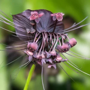 Black Bat Flower Tacca Chantrieri Live Plant 5-9 inch Orchid Bat Flowers