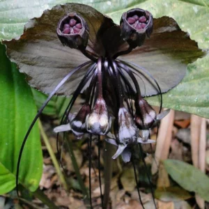Black Bat Flower Tacca Chantrieri Live Plant 5-9 inch Orchid Bat Flowers