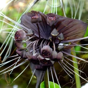Black Bat Flower Tacca Chantrieri Live Plant 5-9 inch Orchid Bat Flowers