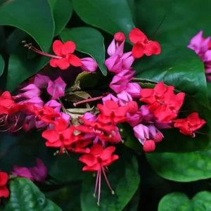 Bleeding Heart Vine Live Plant 5-9'' - Red Purple Clerodendrum for Garden
