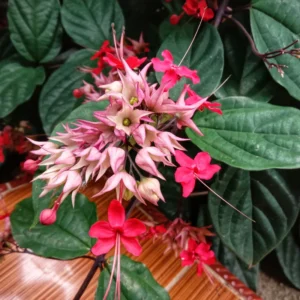 Bleeding Heart Vine Live Plant 5-9'' - Red Purple Clerodendrum for Garden