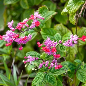 Bleeding Heart Vine Live Plant 5-9'' - Red Purple Clerodendrum for Garden
